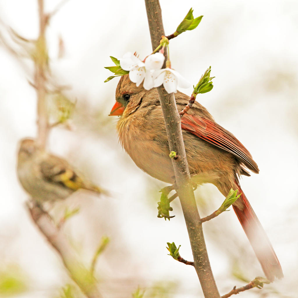 Springtime by clippercarrillo on DeviantArt