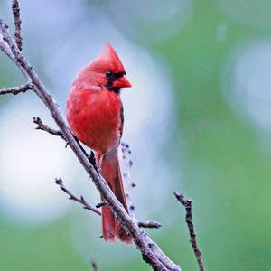 Rainbird by clippercarrillo