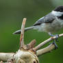 Juvenile Carolina Chickadee