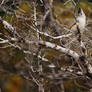 Mexican Tufted Titmouse