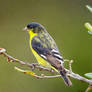 Texas Goldfinch (almost mature male))