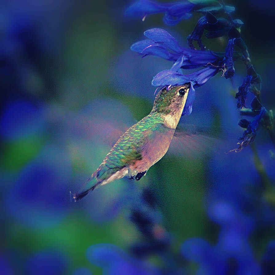 Immature Black Chinned Hummingbird by clippercarrillo