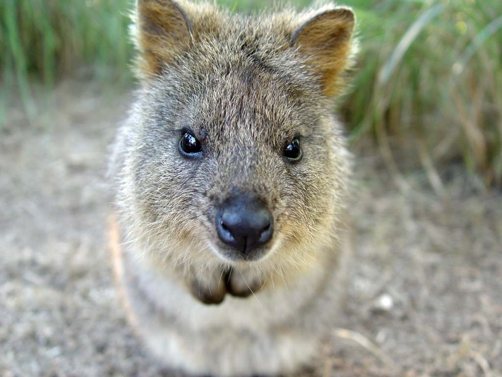 Quokka