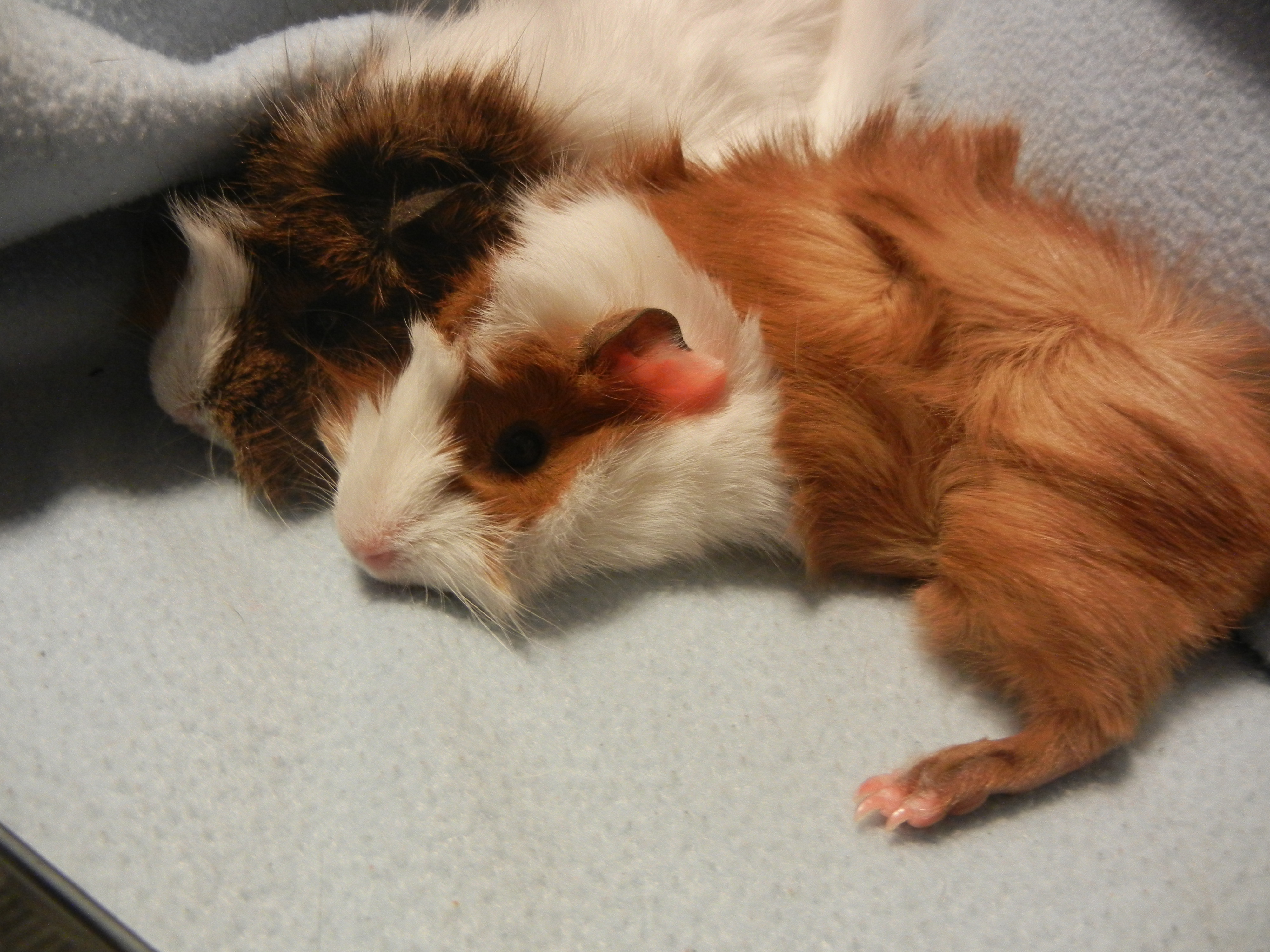 Guinea Pig 3