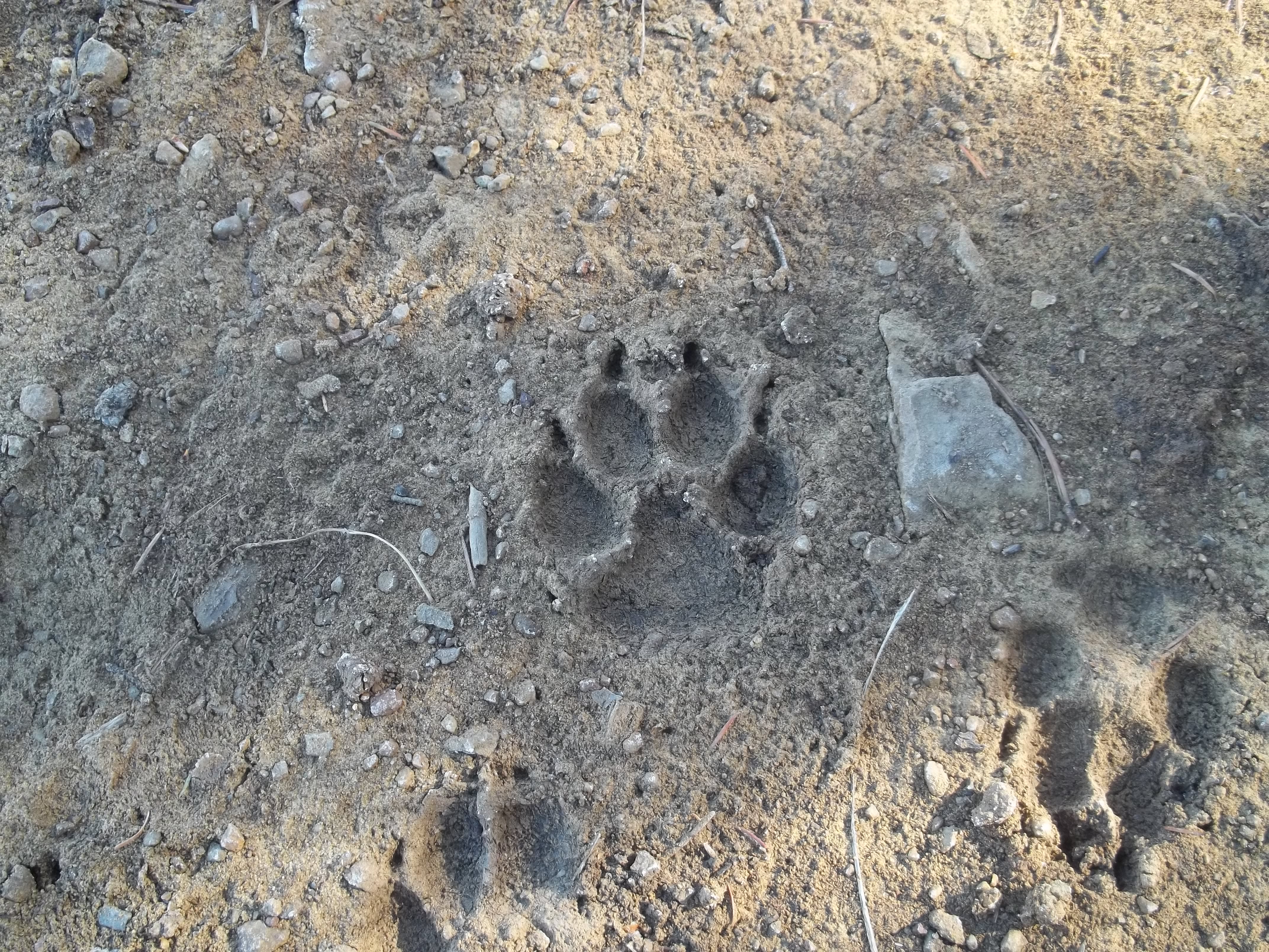 Paw Prints