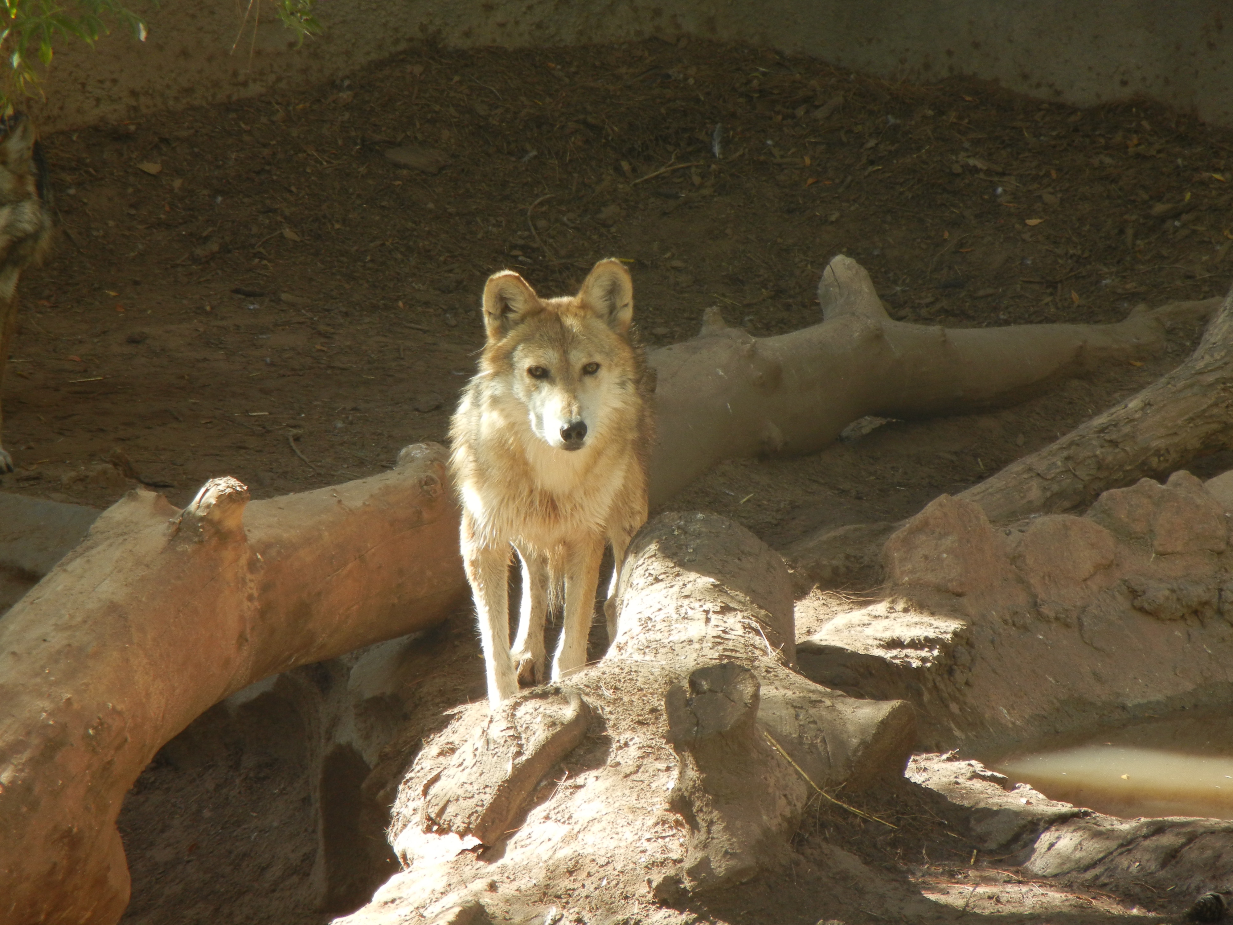 Mexican Wolf 3