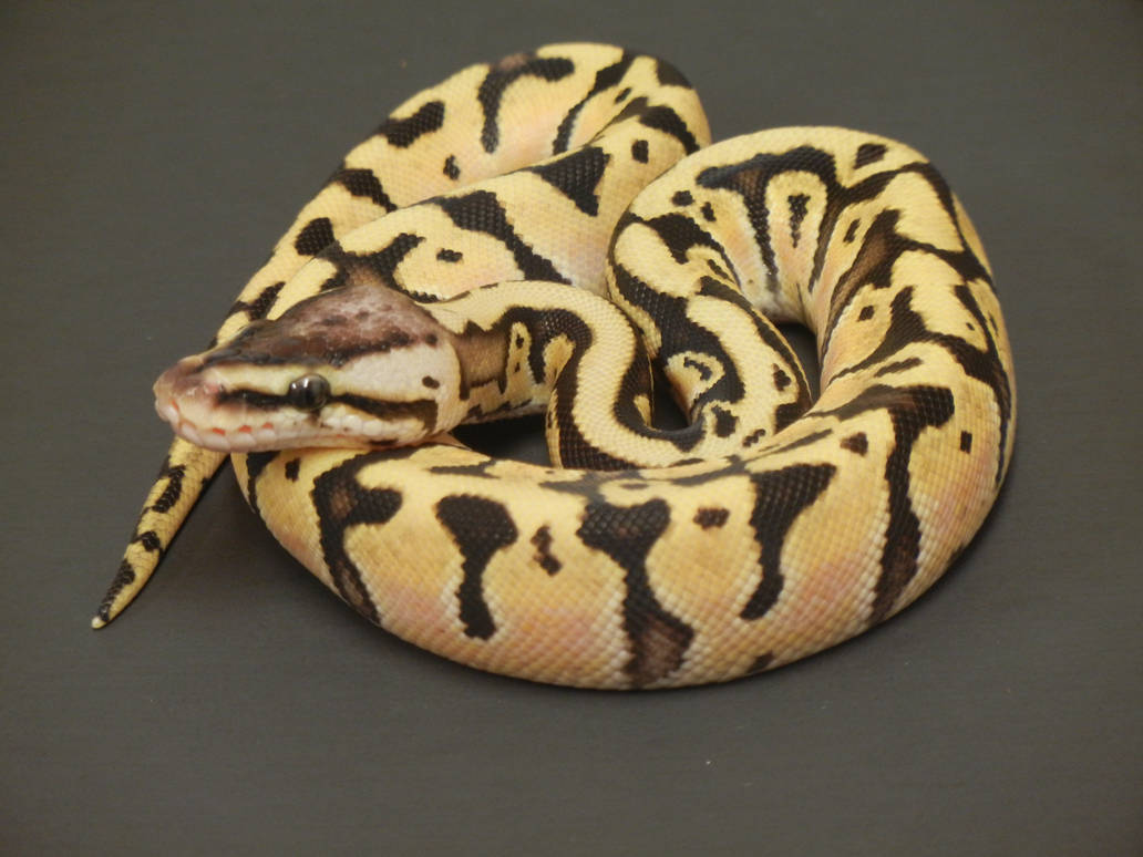 Ball Python 6 by FearBeforeValor on DeviantArt