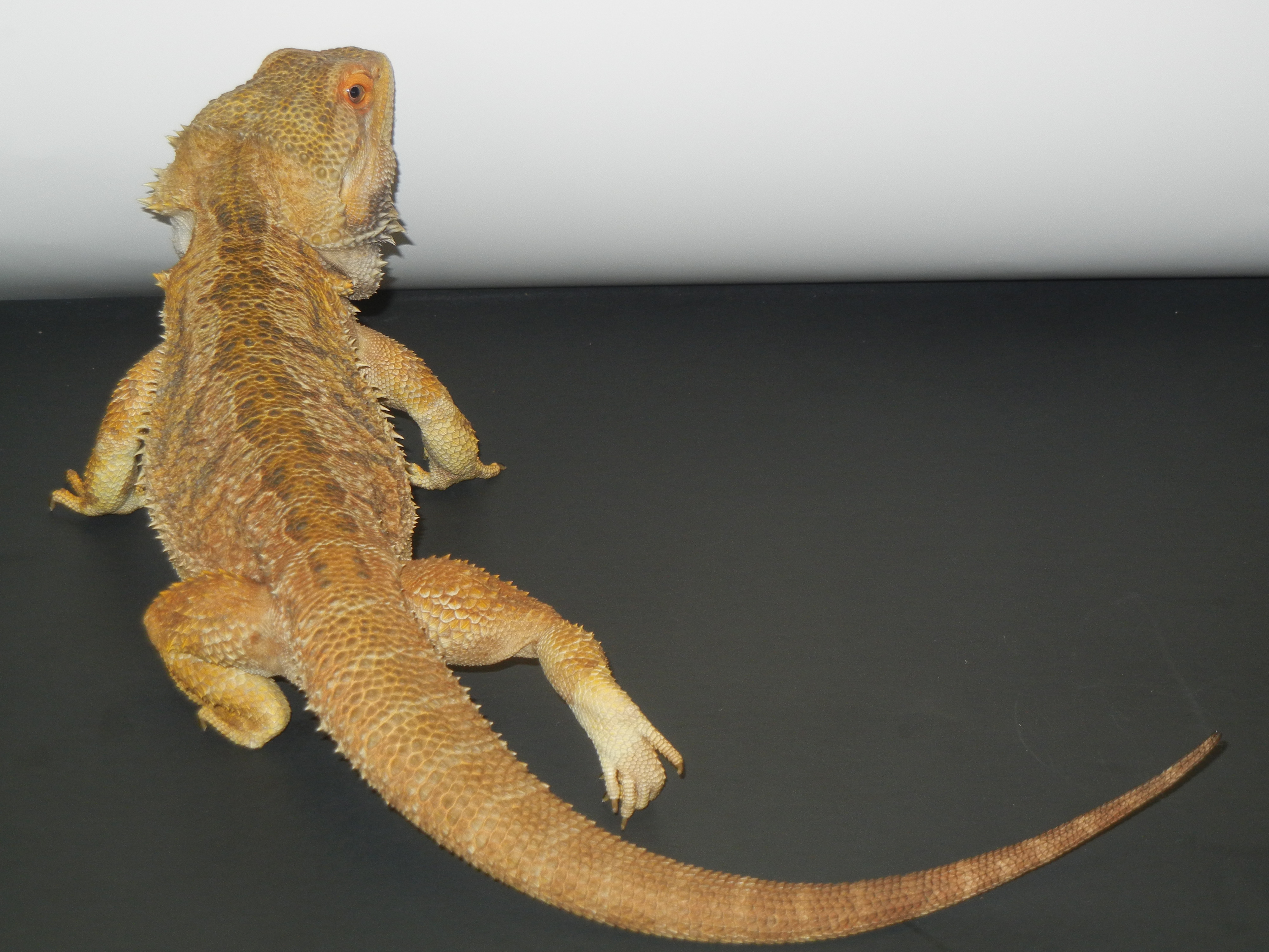 Bearded Dragon