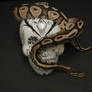 Ball Python 12