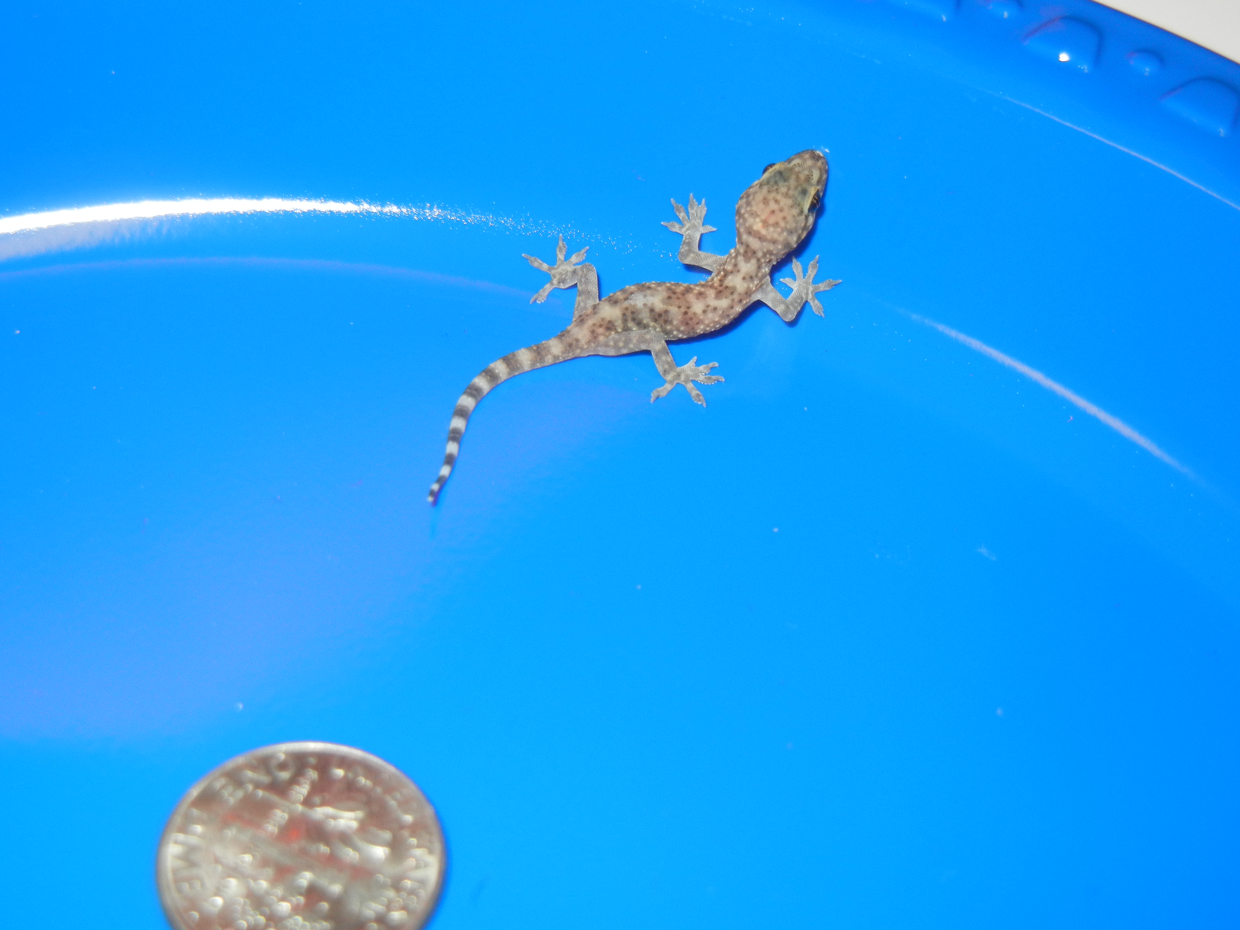 Mediterranean House Gecko 5