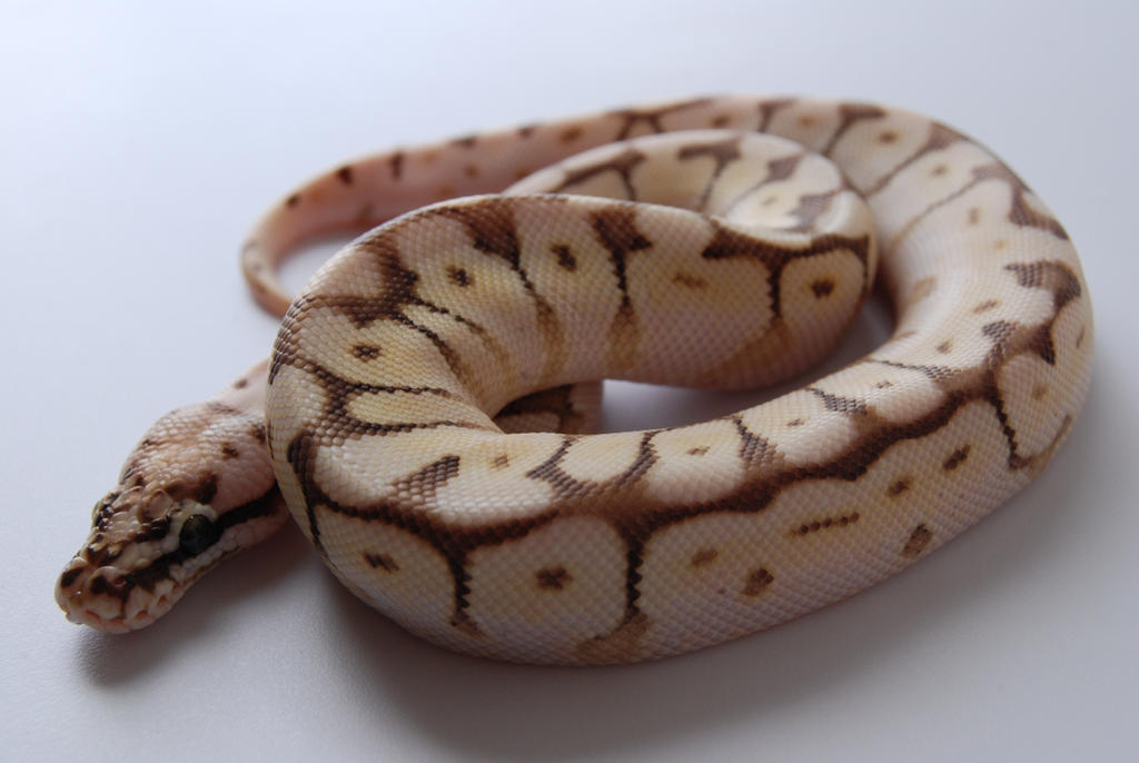 Baby Ball Python 8