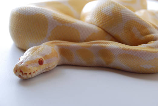 Albino Ball Python 4