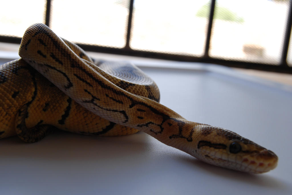 Lemon Blast Ball Python 8