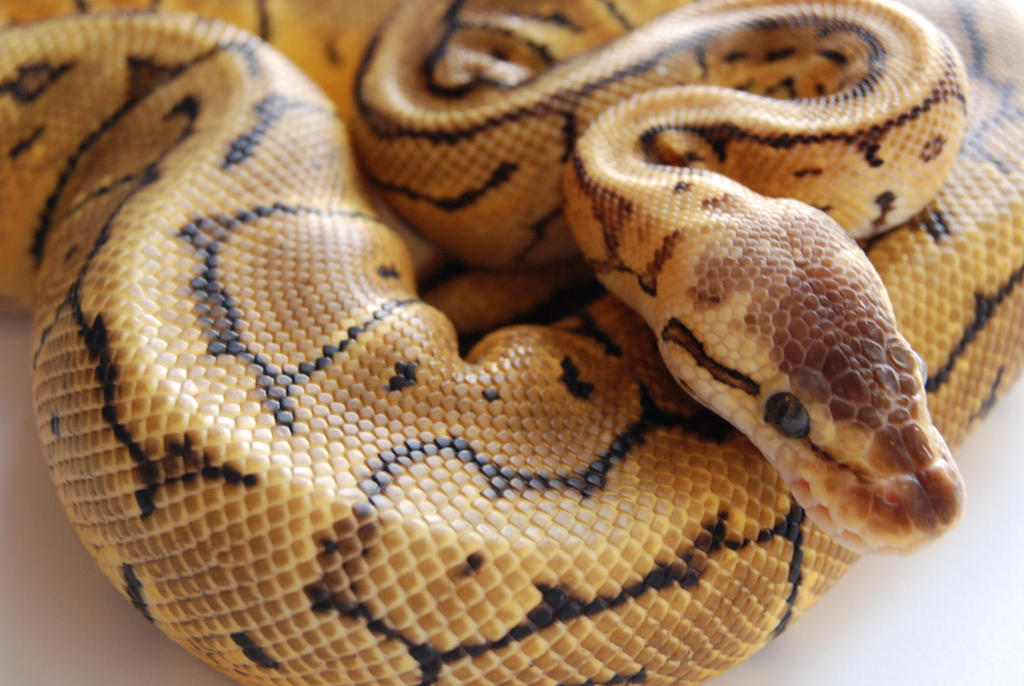 Lemon Blast Ball Python 12 by FearBeforeValor on DeviantArt