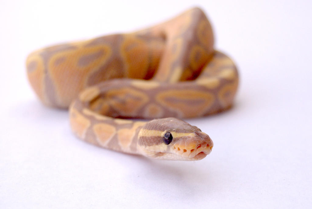 Banana Ball Python 4