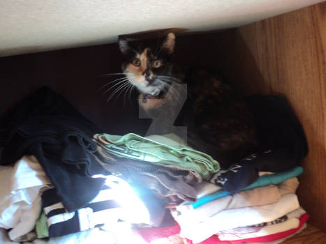 Cat in the Wardrobe