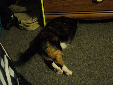 Zoe Under The Dresser