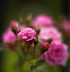 Pink Roses by salman-khan