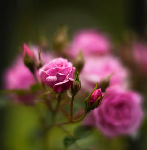 Pink Roses by salman-khan