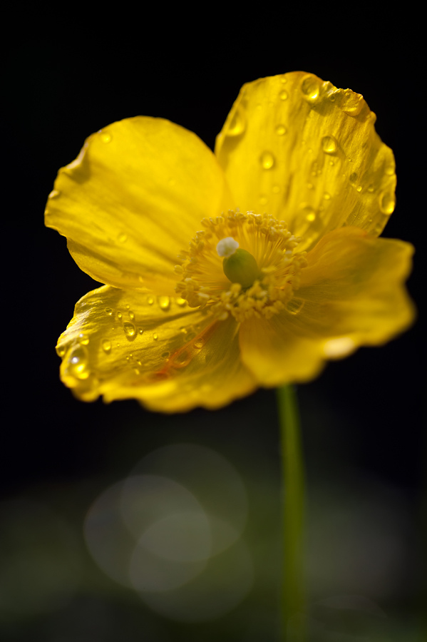 Poppy After Morning Rain