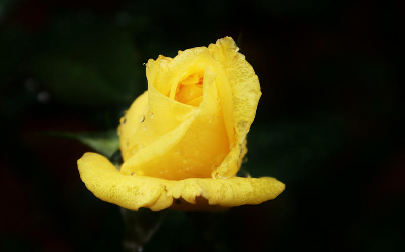 Wet Yellow Rose