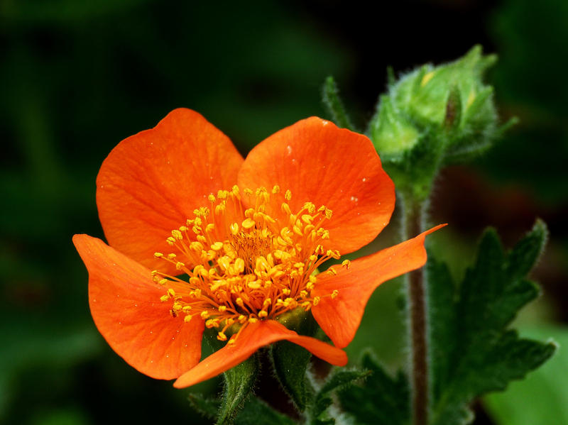 In Bright Orange