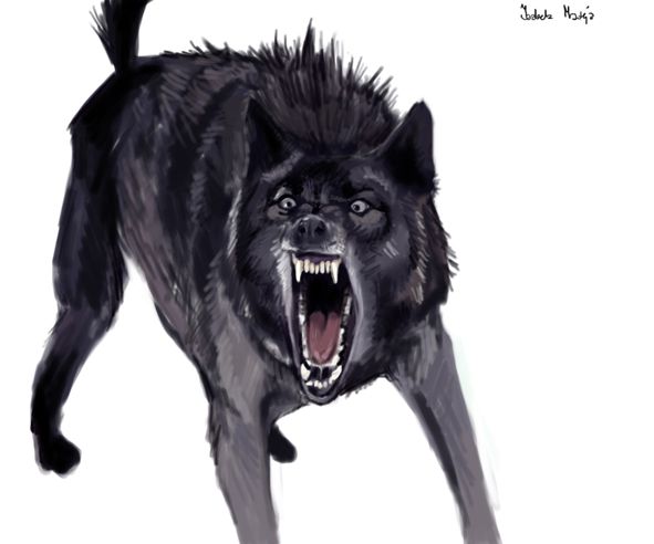 angry animals: wolf by blankaizabela on DeviantArt