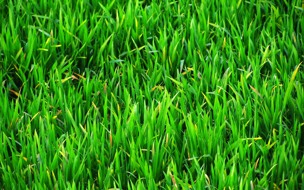 GreenGrass Wallpaper