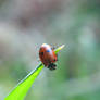 Ladybug Dive