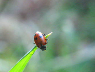 Ladybug Dive