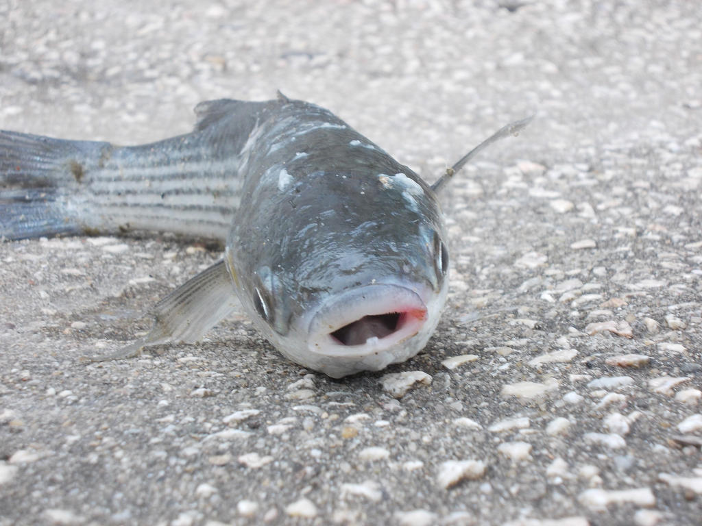 Poor fish by PiqenaL on DeviantArt