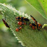 Milkweed bugs