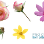 Flower .PNGs