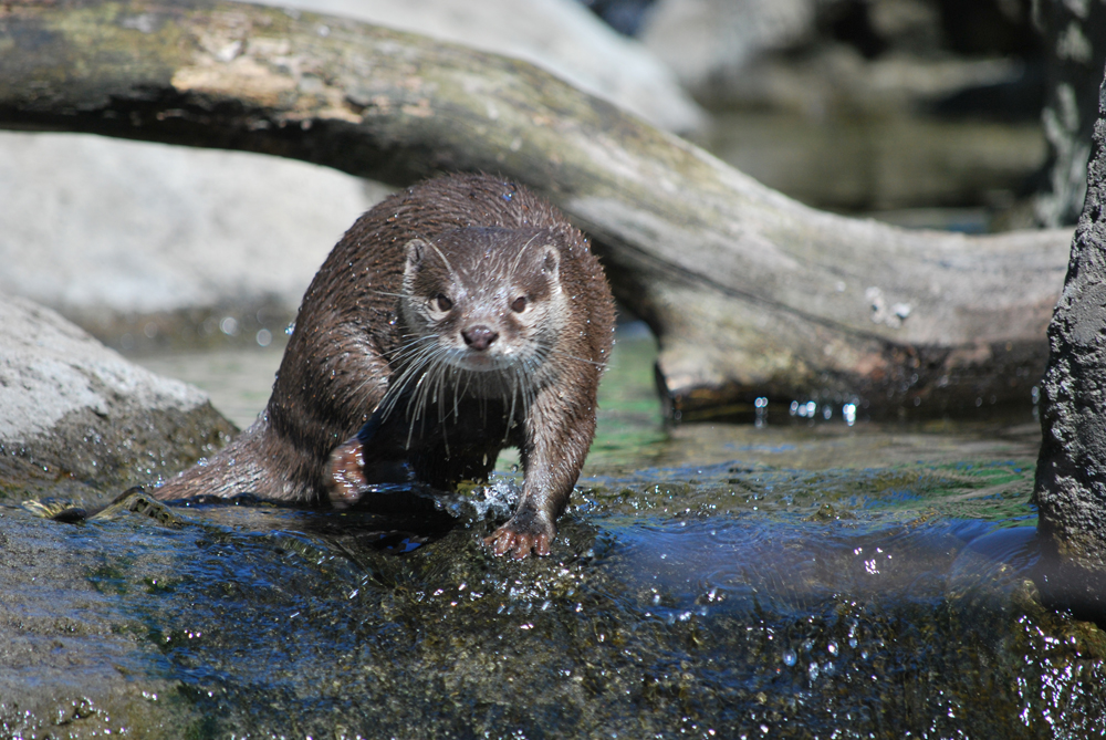 Otterly gorgeous