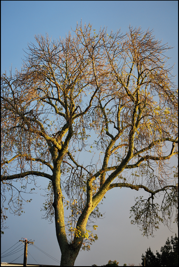 Dawn winter tree