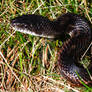 Black Rat Snake