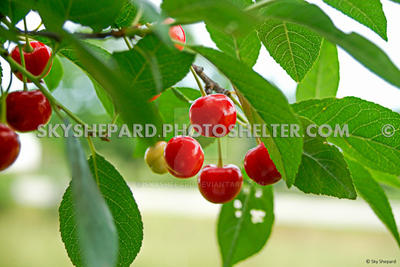 Sour Pie Cherries