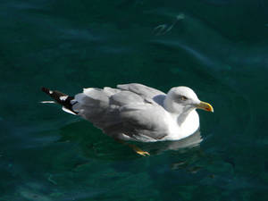 Gull