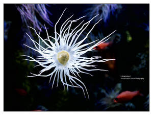 Anemone