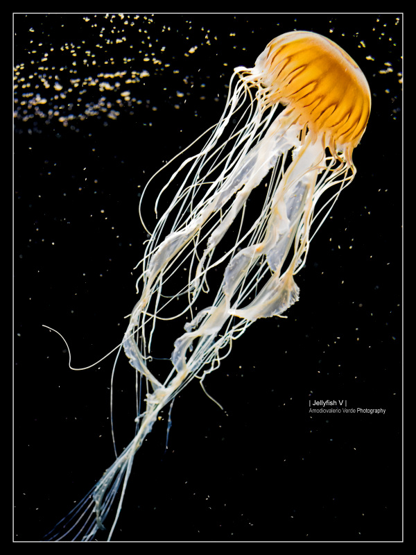 Jellyfish V