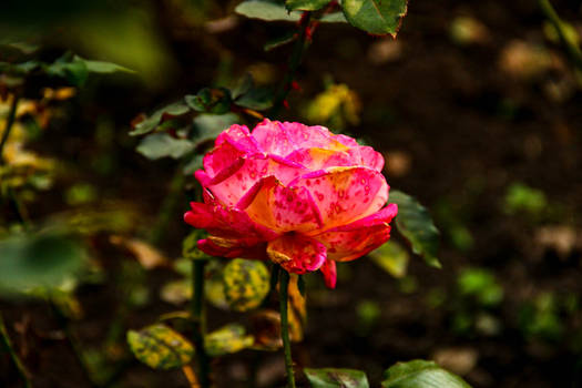 Red Autumn Rose