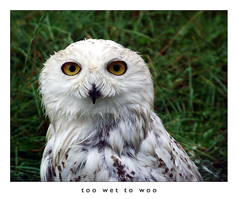 Too Wet To Woo