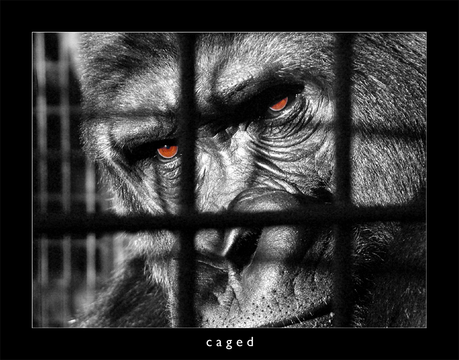 Caged