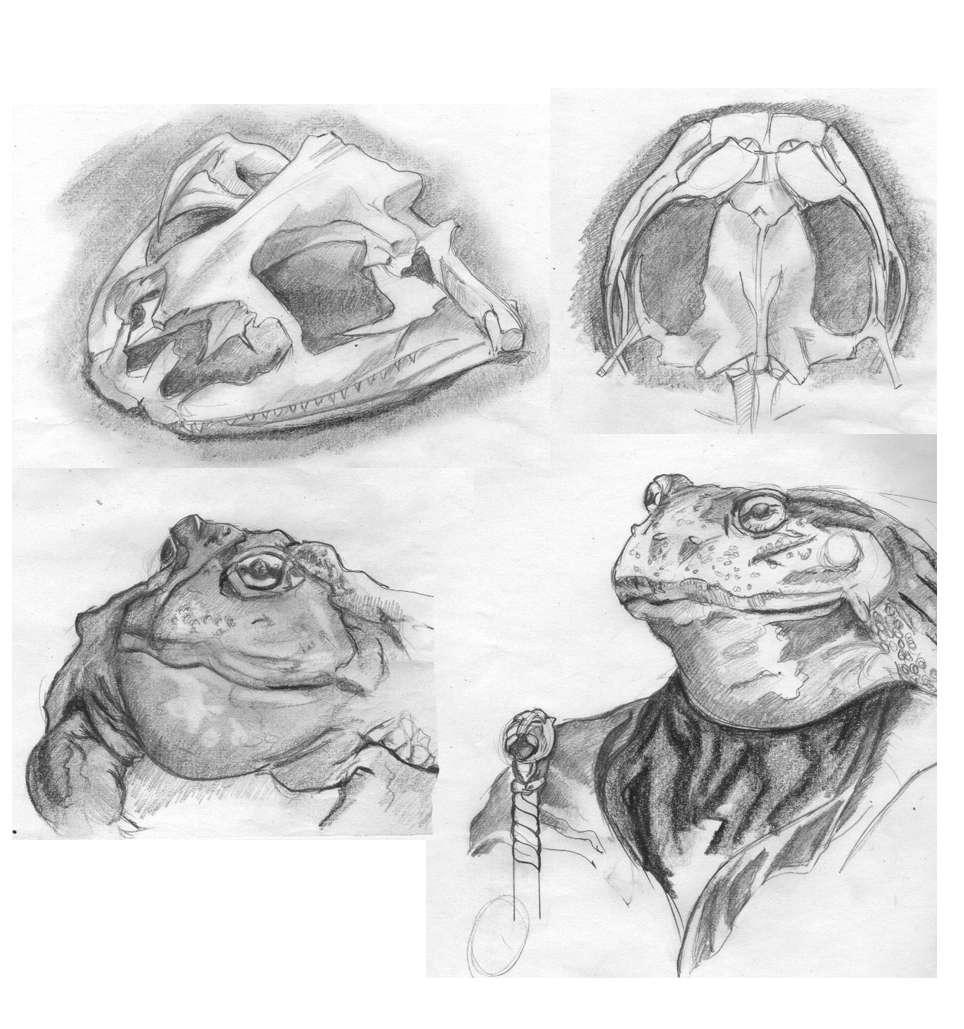 Bullfrog Sketch Skull Studies by digiink29 on DeviantArt