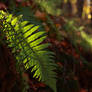 fern