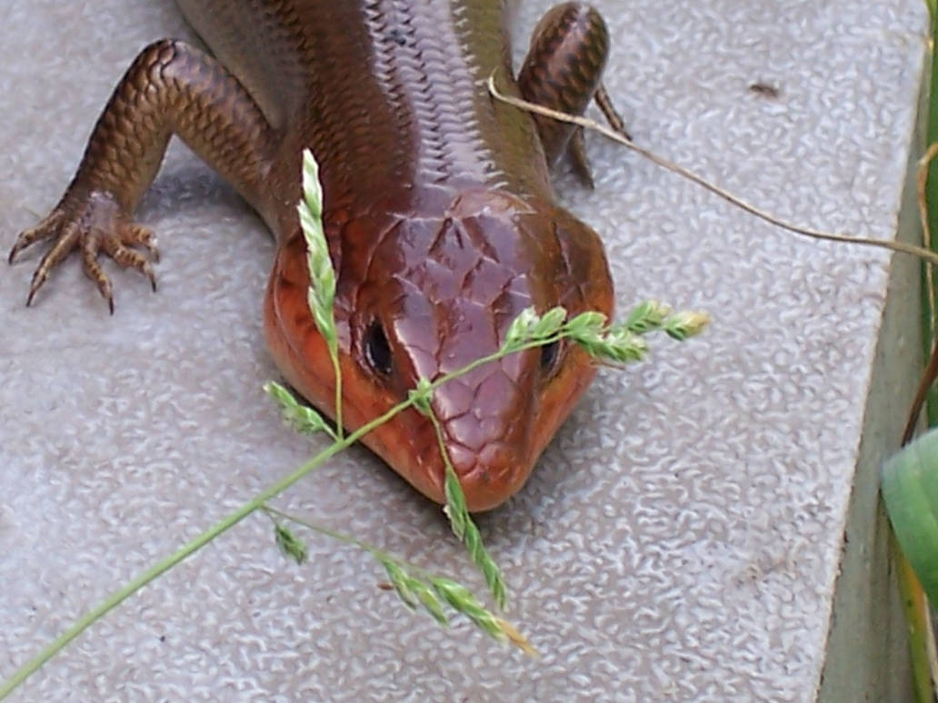 male skink by zingyzoe on DeviantArt