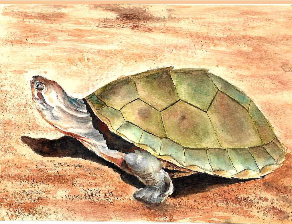 The Turtle by Baisakhi03 on DeviantArt
