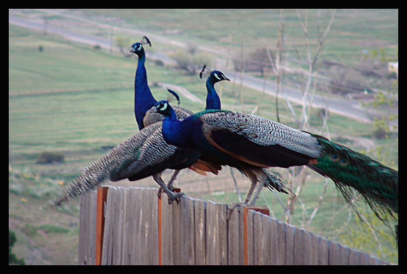 Wild Peacocks of Boise 2