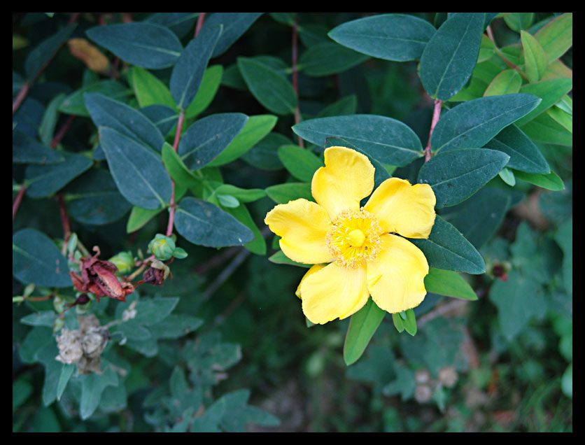 St. John's Wort