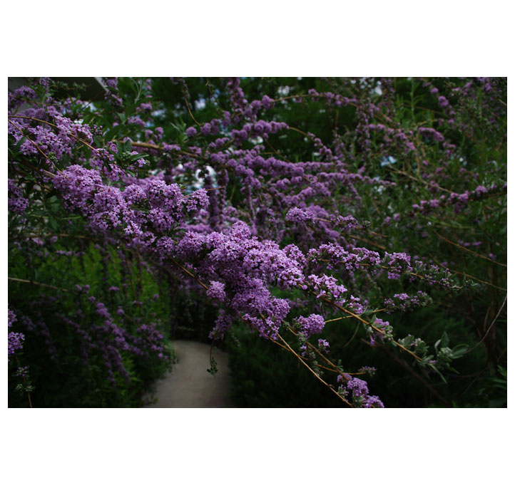 Butterfly Bush